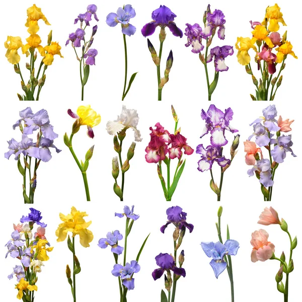 Collection Iris Bouquet Fleurs Multicolores Isolé Sur Fond Blanc Été — Photo