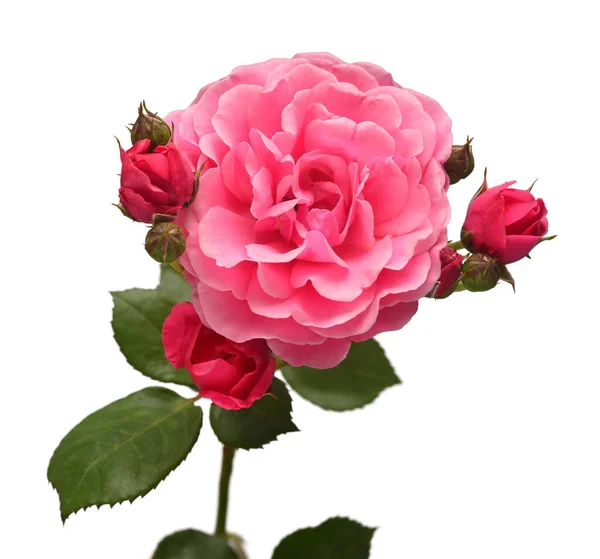 ピンク英語のDavid Austinのバラが白い背景に孤立して芽を出しました マクロフラワー 結婚式のカード花嫁 挨拶だ フラットレイアウト トップビュー バレンタインデー — ストック写真