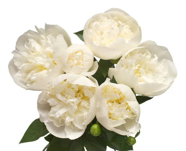 Arranjo Flores Peônia Buquê Delicado Isolado Fundo Branco Padrão Floral — Fotografia de Stock