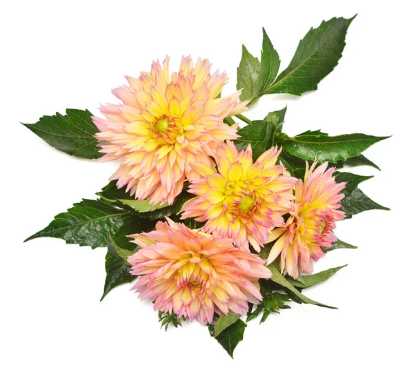 Bukett Dahlia Blommor Med Blad Isolerad Vit Bakgrund Det Vår — Stockfoto