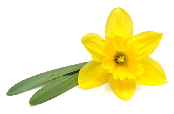 Žlutý Květ Narcisu Izolovaných Bílém Pozadí Plochá Ležel Horní Pohled — Stock fotografie