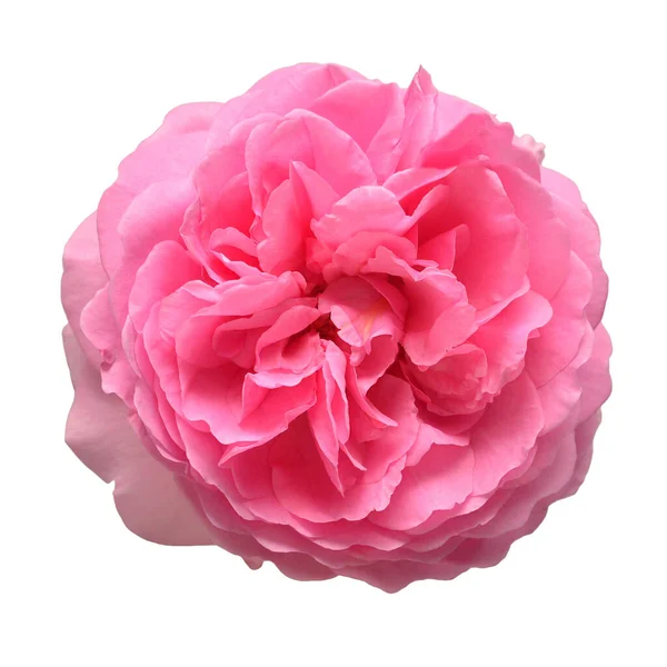 Розовая Английская Роза Дэвида Остина Выделена Белом Фоне Цветок Голове — стоковое фото