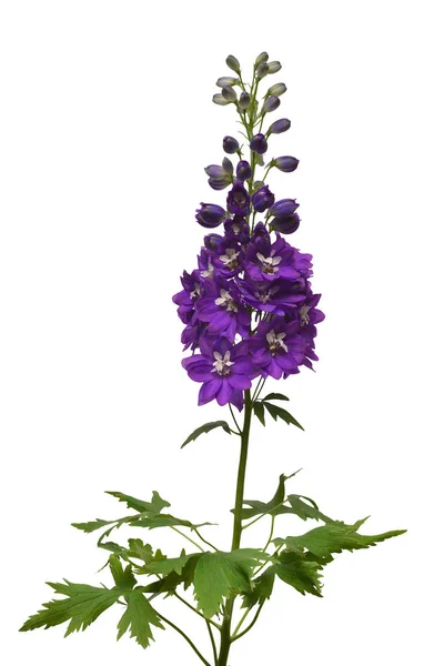 Beautiful Dark Violet Delphinium Flower Isolated White Background Flat Lay — 스톡 사진