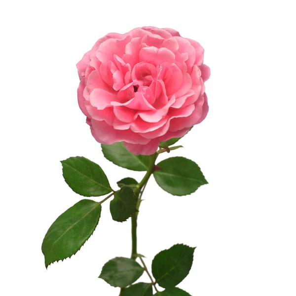 Růžová Anglická Růže Davida Austina Izolovaná Bílém Pozadí Makro Květina — Stock fotografie