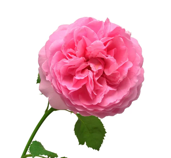 Розовая Английская Роза Дэвида Остина Выделена Белом Фоне Макро Цветок — стоковое фото