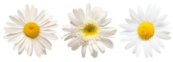 Indsamling Hvid Daisy Hoved Blomst Isoleret Hvid Baggrund Medicinsk Kamille - Stock-foto