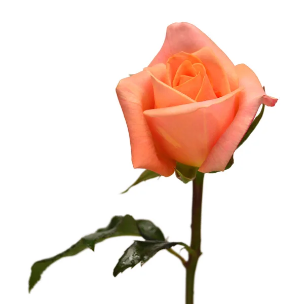 Rosa Elegante Isolado Fundo Branco Linda Flor Cabeça Hora Primavera — Fotografia de Stock