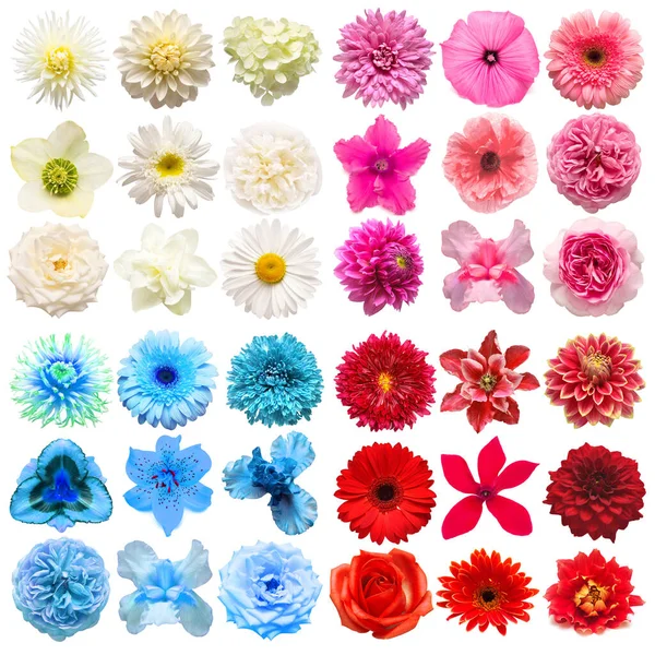 Grande Coleção Várias Flores Cabeça Rosa Azul Branco Laranja Isolado — Fotografia de Stock