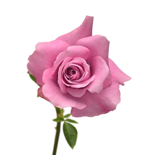 Rosa Rose Blume Isoliert Auf Weißem Hintergrund Hochzeitskarte Braut Gruß — Stockfoto