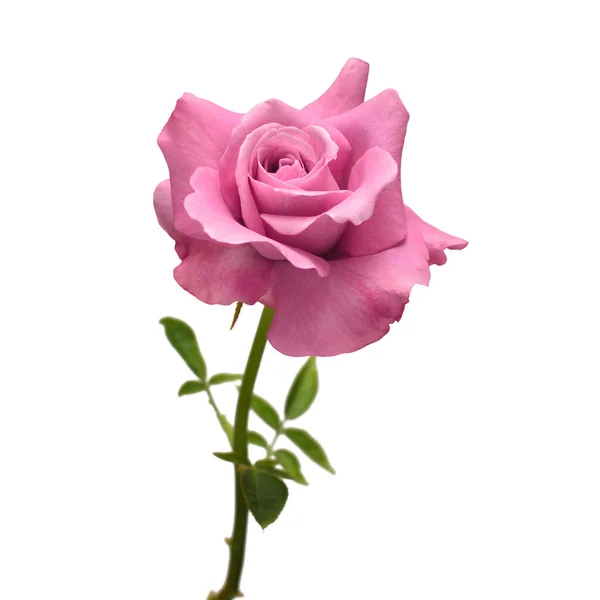 粉红色玫瑰花孤立在白色背景上 结婚卡 新娘问候 顶视图 情人节 — 图库照片