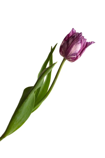 Tulipa Roxa Listrada Isolada Fundo Branco Linda Flor Deitado Plano — Fotografia de Stock