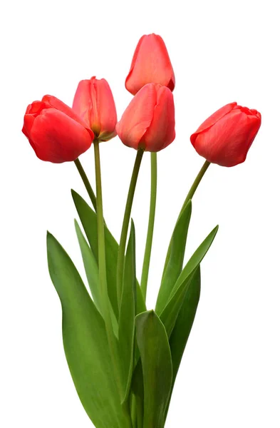 Strauß Rote Tulpen Blumen Isoliert Auf Weißem Hintergrund Stillleben Hochzeit — Stockfoto