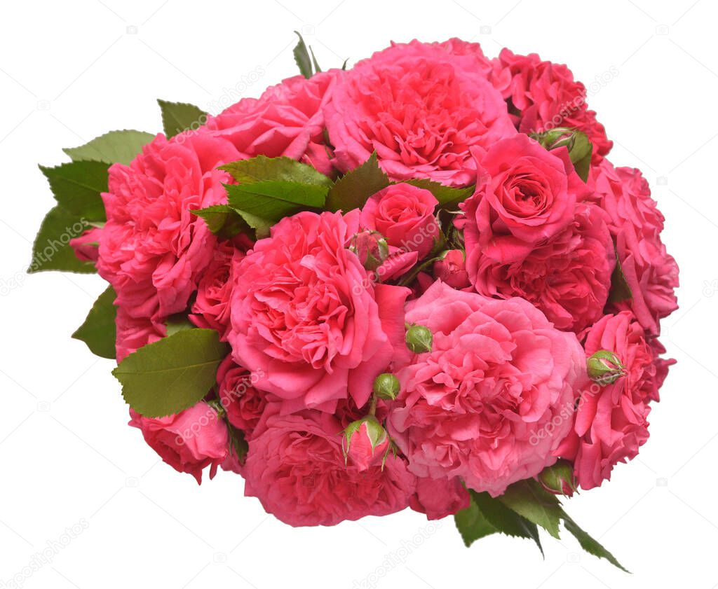 Bouquet pink English rose of David Austin isolated on white background. Macro flower. Wedding card, bride. Greeting. Summer. Spring. Flat lay, top view. Love. Valentine's Day