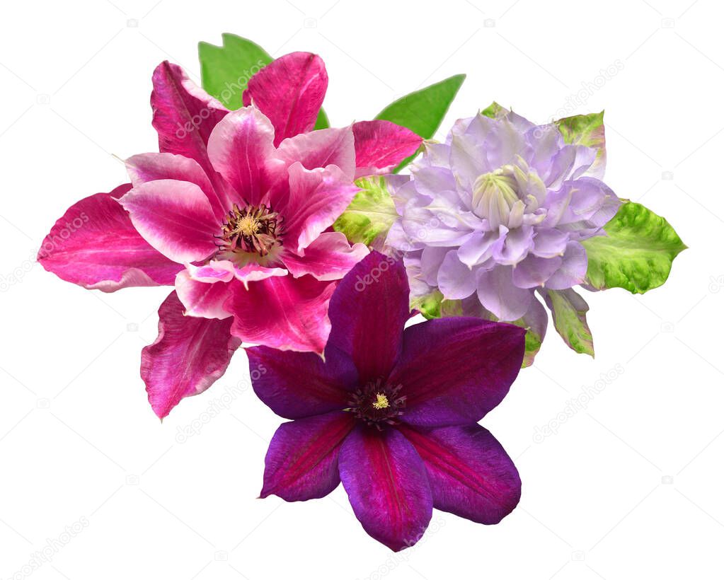 Bouquet flowers of different clematis isolated on white background. Floral pattern, object. Flat lay, top view