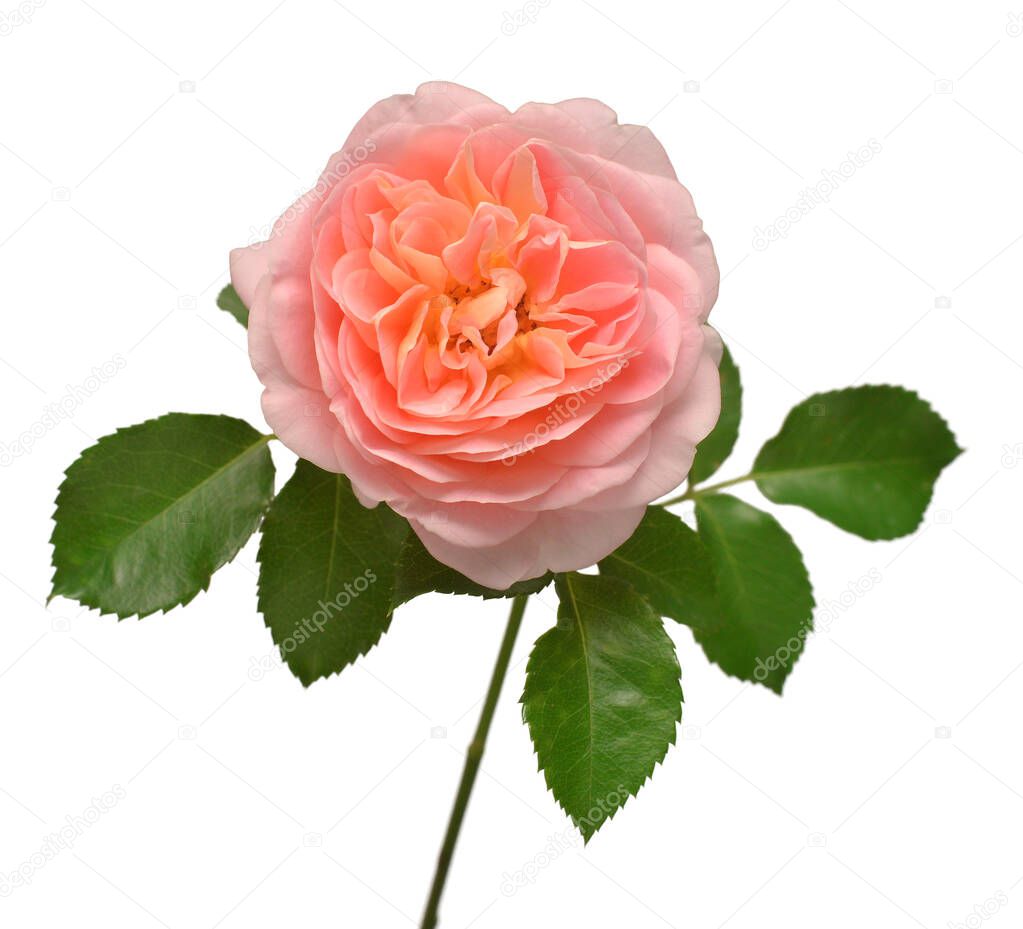 Orange English rose of David Austin isolated on white background. Macro flower. Wedding card, bride. Greeting. Summer. Spring. Flat lay, top view. Love. Valentine's Day