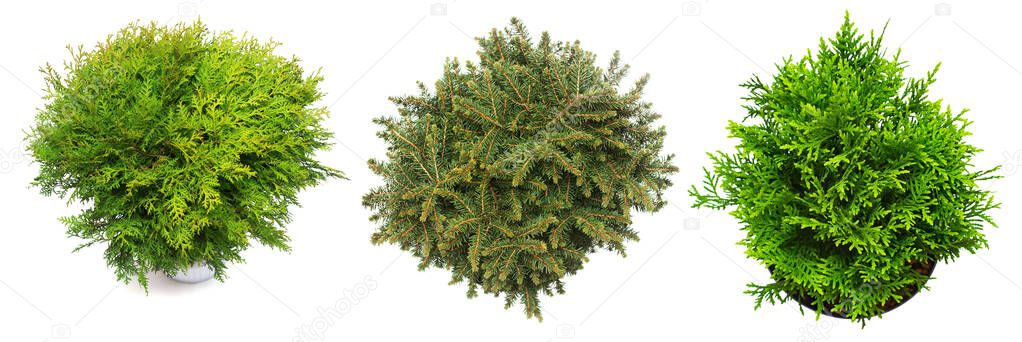 Collection fir, spruce and thuja isolated on white background. Conifers. Christmas tree. New Year. Flat lay, top view