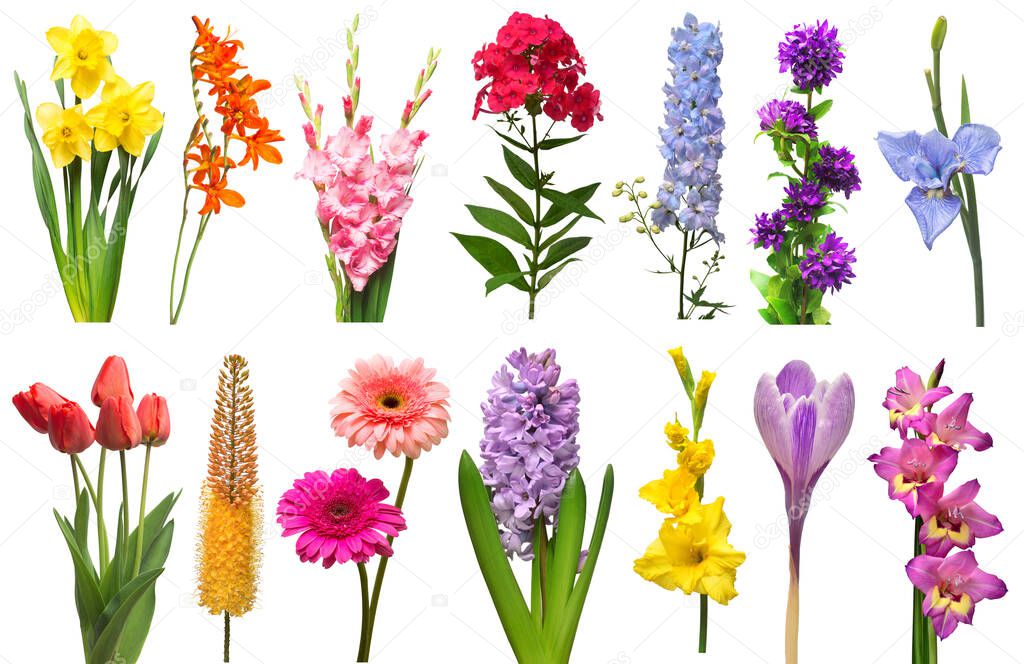 Spring collection of flowers crocosmia, iris, eremurus, bell, phlox, tulip, crocus, daffodil, gladiolus, gerbera, delphinium isolated on a white background