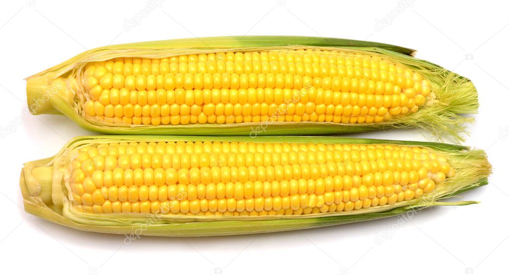 Two corn isolated on white background. Top view, flat lay