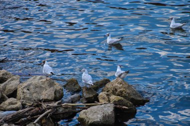 Belgrad nehrinin çakıllı kıyısında duran martılar. Kuşlar ve dokulu nehir kenarlarıyla huzurlu doğa sahnesi