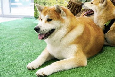 Köpekler yeni çimlerde dinlenirken Husky üretir.                               