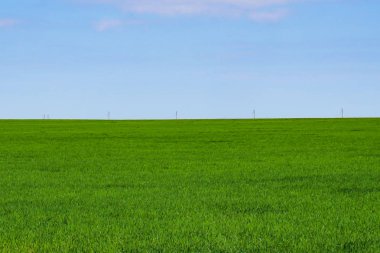 Çiftçi bir sebze bahçesinde dikildi. Yeşil, sonsuz alan Rusya Rostov bölgesi.                               