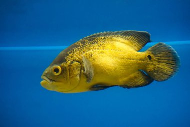 Balık Astronotus - ocellatus. Cichlidae                   