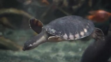 Kaplumbağa. Bir akvaryumda çift kuyruklu çatal su kaplumbağası