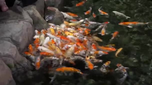 Cyprinus Carpio Dans Aquarium — Video