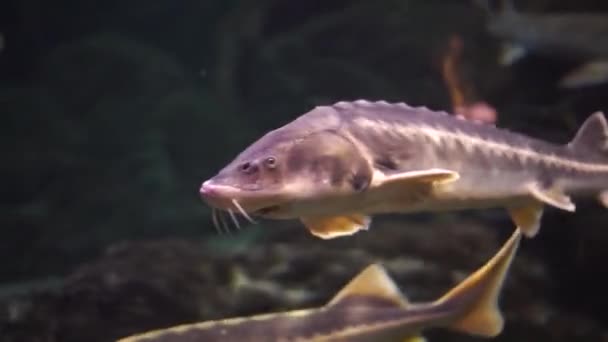 Acipenser Linnaeus Aquarium — Stock Video