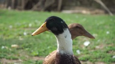 Yüksek sesle quacking iken yerli ördekler, gıda ve macera arayışı içinde gitmek