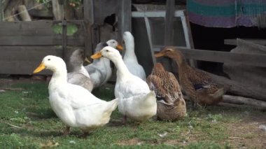 Yüksek sesle quacking iken yerli ördekler, gıda ve macera arayışı içinde gitmek