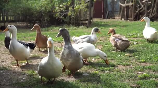 Domestic Ducks Search Food Adventure While Quacking Loudly — Stock Video