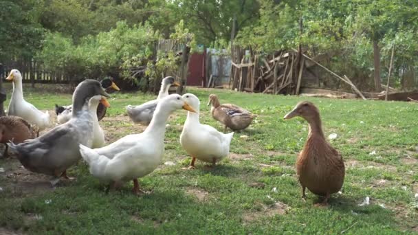 Kaczki Domowe Idą Poszukiwaniu Jedzenia Przygody Podczas Gdy Głośno Quacking — Wideo stockowe