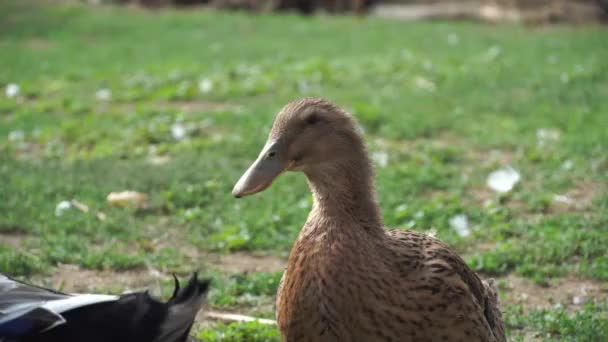 Binnenlandse Eenden Gaan Zoek Naar Eten Avontuur Terwijl Luid Worden — Stockvideo