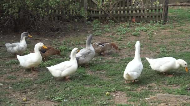 Domestic Ducks Search Food Adventure While Quacking Loudly — Stock Video