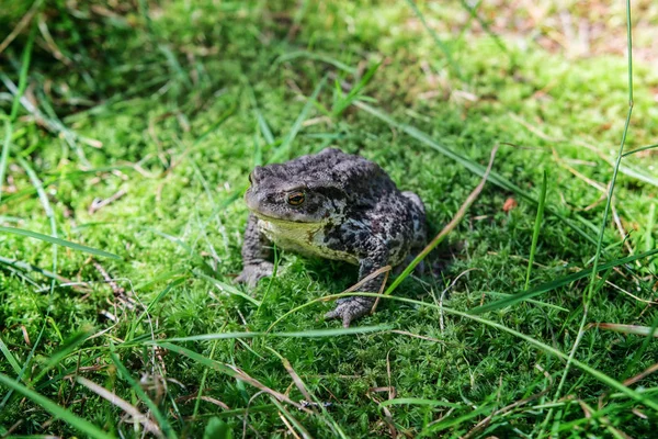 Primer Plano Una Rana Sentada Sobre Hierba Bosque — Foto de Stock