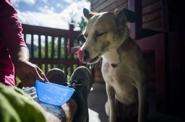 可爱的狗在吃完东西后舔嘴的肖像 — 图库照片