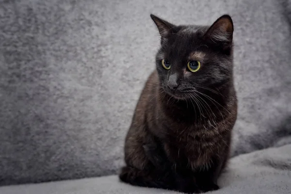 Chat Animal Noir Assis Sur Canapé Regardant Quelque Chose Très — Photo