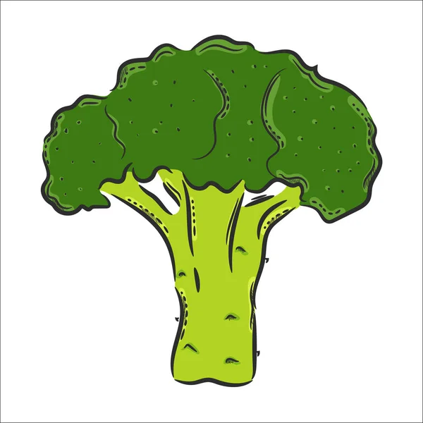 Vector Hand Drawn Illustration Isolated Broccoli Detailed Vegetarian Food Drawing — Stock Vector