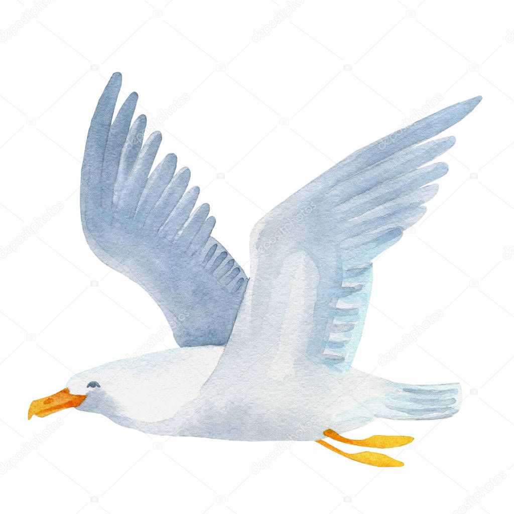 Seagull watercolor hand painted illustration.