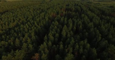 Yaz akşamları kalın bir ormanın havadan görünümü
