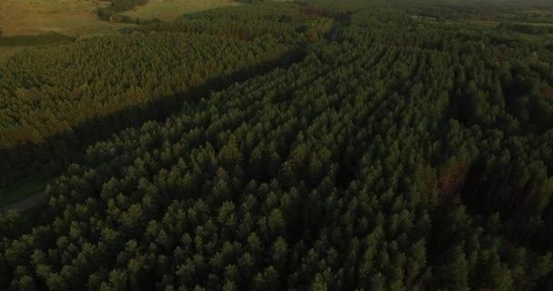 Piękny Widok Lotu Ptaka Rosyjski Gęsty Las Letni Wieczór — Wideo stockowe