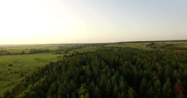 Vue aérienne d'une forêt épaisse en été 