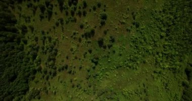 Güzel yaz doğa havadan görünümü