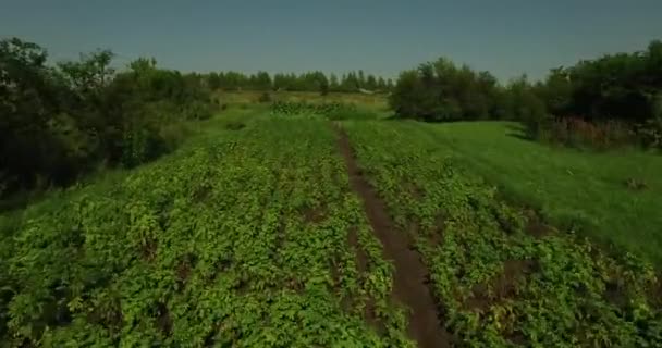 Luchtfoto van het hoge snelheid op aardappel bedden — Stockvideo