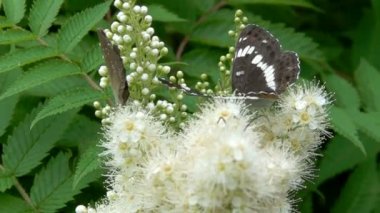 Kelebek çiçek açan bir çalı videosunda oturuyor.