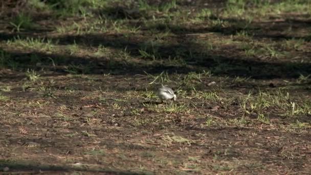 鶺鴒地面で実行されていると、ビデオをつつく — ストック動画