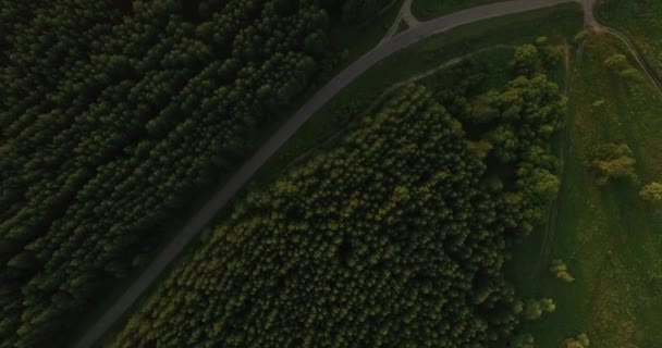 Vista aérea de un bosque espeso en verano — Vídeo de stock