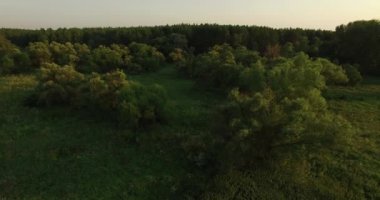 Yaz aylarında kalın bir ormanın havadan görünümü