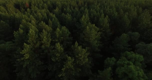 Video aereo di foresta profonda in estate — Video Stock